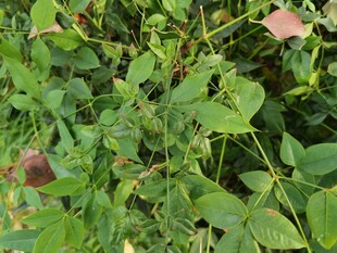 绿叶间的植物景象