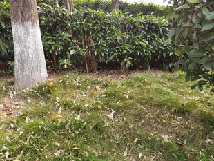 树下草地旁的绿植景观