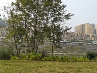 河畔绿树与远处建筑景观