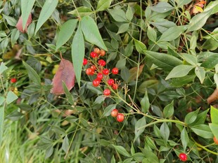 绿叶间的鲜红浆果