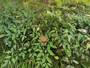 绿叶丛中的娇艳花朵