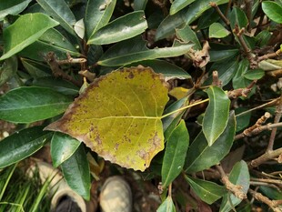 绿叶丛中的泛黄叶片