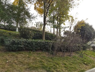 城市绿化带景观