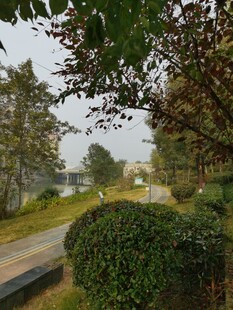 户外林荫小道风景