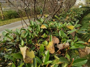 路边绿植叶片黄绿相间