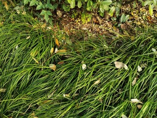 翠绿草丛中的白色小花