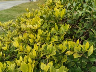 金黄叶片的翠绿灌木丛