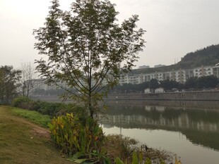 河畔绿树与远处建筑景观