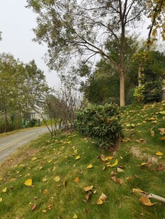 秋日林间小路风景