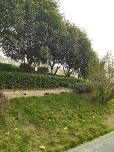 路边绿意盎然的树木景观