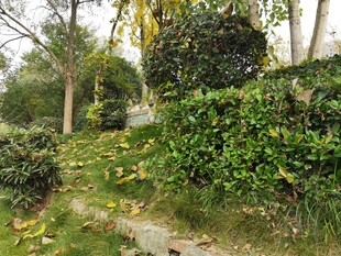 秋日园林绿植景观