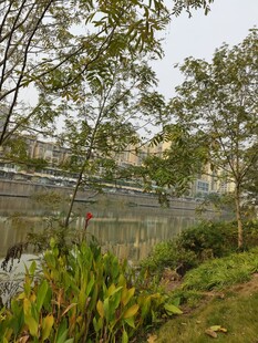 河畔绿植环绕的自然景致