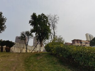 古老建筑旁的绿植景观