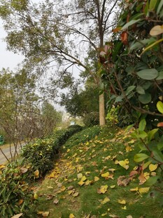 秋日路边绿植落叶景致