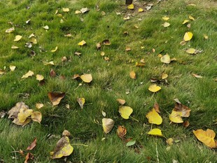 草地上的缤纷落叶