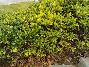 翠绿灌木丛景观