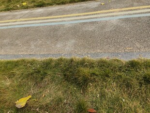 路边草地与道路景象