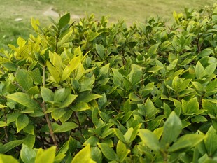 翠绿灌木丛景观