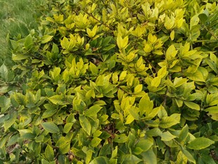 翠绿繁茂的黄色植物景观