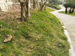 路边草地与树木景观