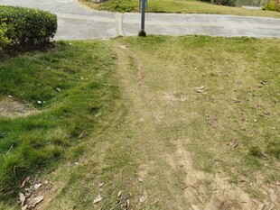 草地中踏出的一条小径