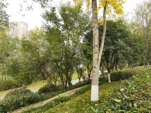 秋日公园绿意盎然景致