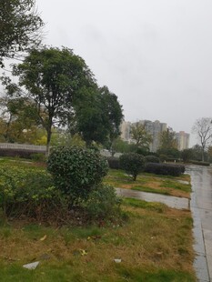 城市公园中的绿植景观