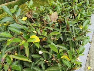 绿叶黄花的繁茂植物景观