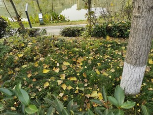 树下落叶与绿植景观