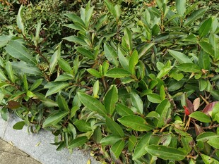 绿叶繁茂的植物景观