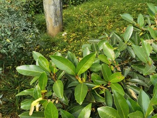 绿叶繁茂的植物景观