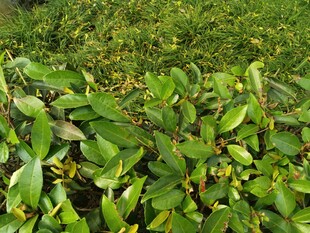 翠绿繁茂的叶片植物景观