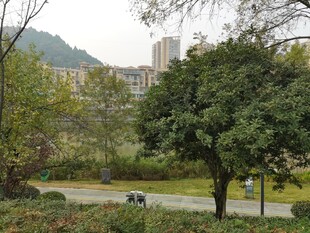 城市公园绿意景观