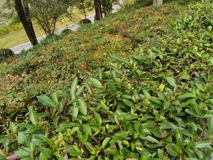 翠绿繁茂的植物景观