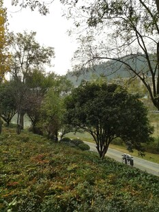 山间小径旁的繁茂绿植