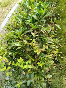 绿叶繁茂的灌木丛