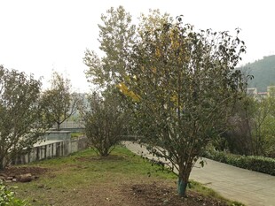 户外绿树与小径景致