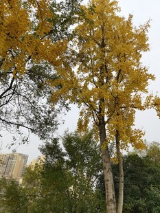 秋日金黄银杏树景