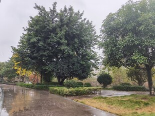 雨中湿润的园林景观