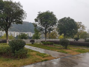 雨中静谧的园林小径