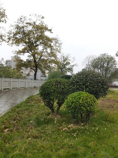 雨中园林绿植景观