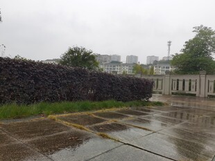 雨中积水的户外场景