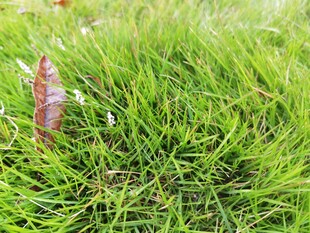 草地上的一片枯叶