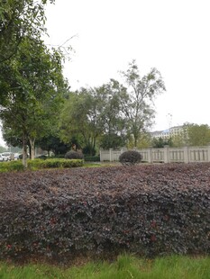 户外紫叶植物景观