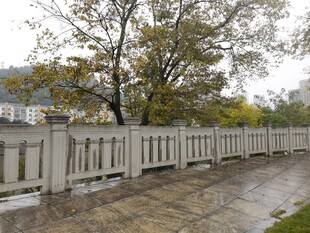 雨中围栏与树木景观