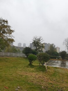 雨中城市绿地景观