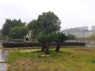 雨中公园草地树木景观
