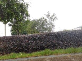 修剪整齐的绿植篱笆