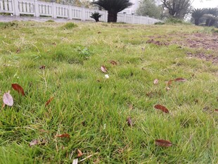 翠绿草地散落枯叶