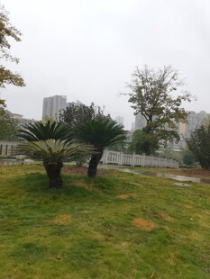 户外草地树木景观